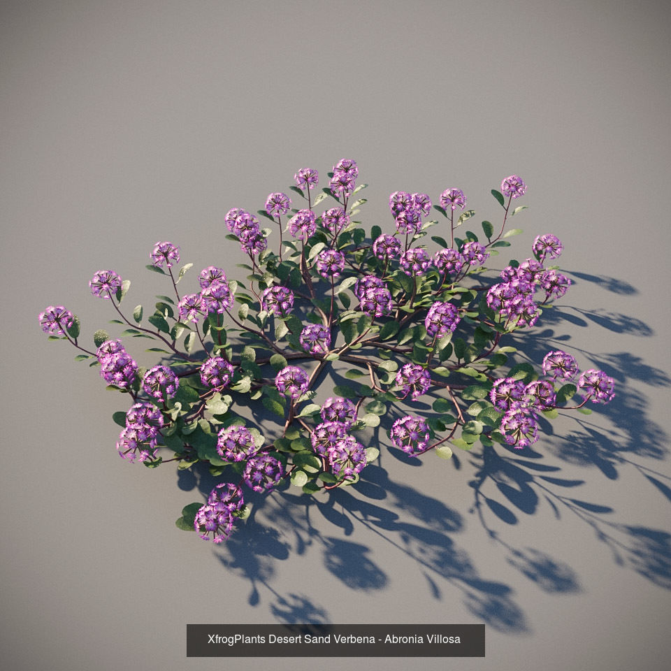 XfrogPlants Desert Collection 1 _17