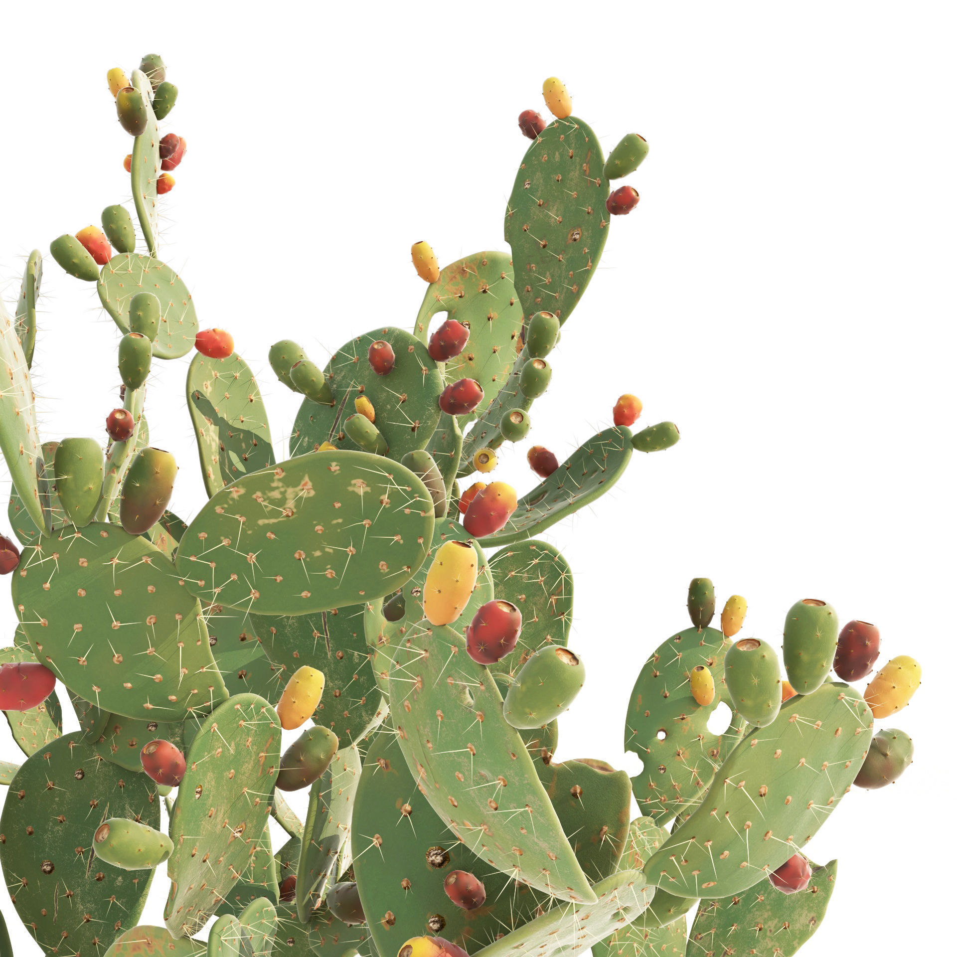 Cactus Opuntia ficus-indica tree  Mehrazvira Low-poly 3D model_2