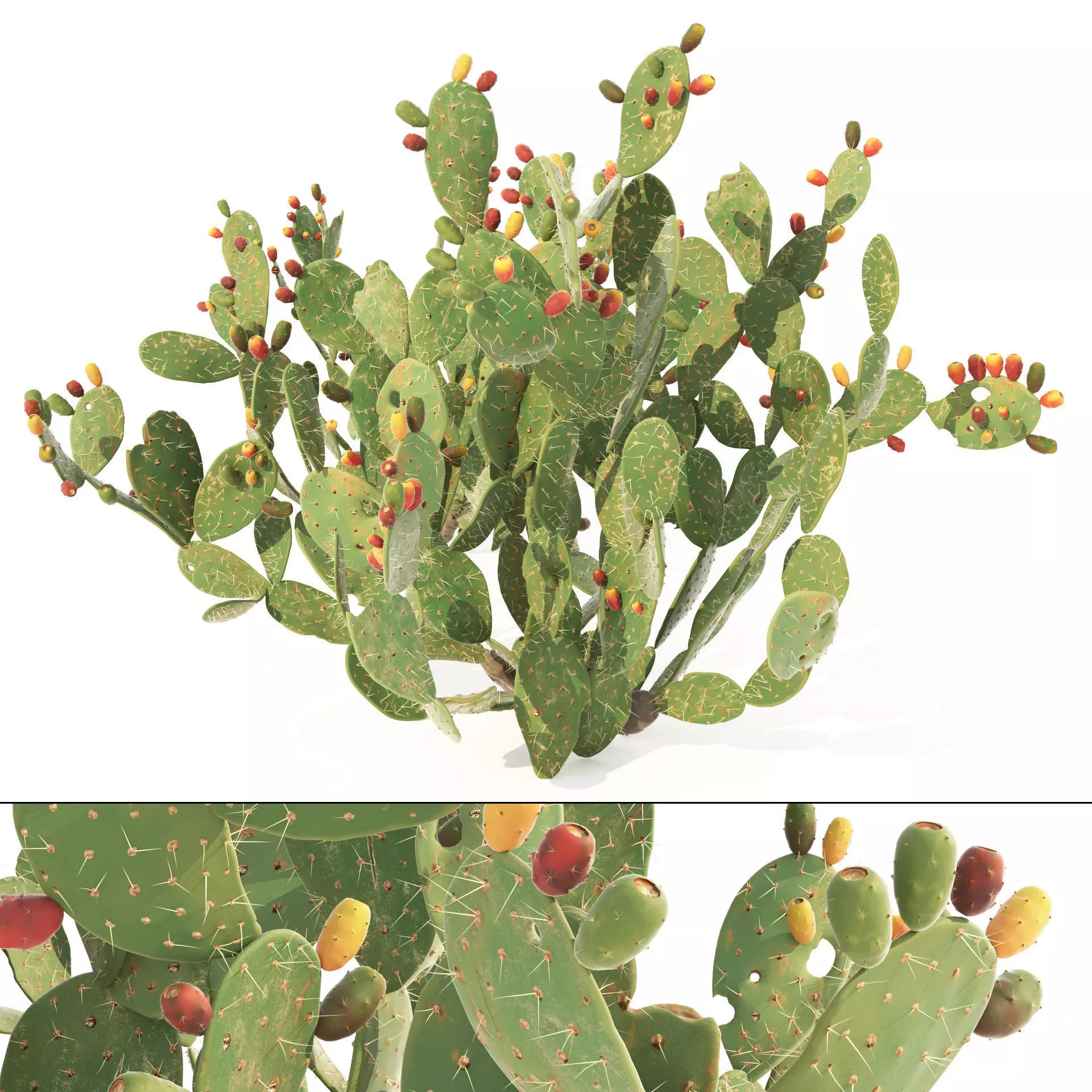 Cactus Opuntia ficus-indica tree  Mehrazvira Low-poly 3D model_0