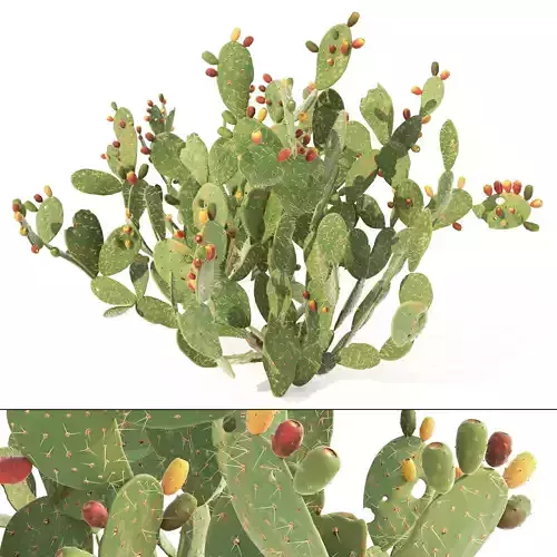 Cactus Opuntia ficus-indica tree  Mehrazvira Low-poly 3D model Cactus Opuntia ficus-indica tree  Mehrazvira Low-poly 3D model