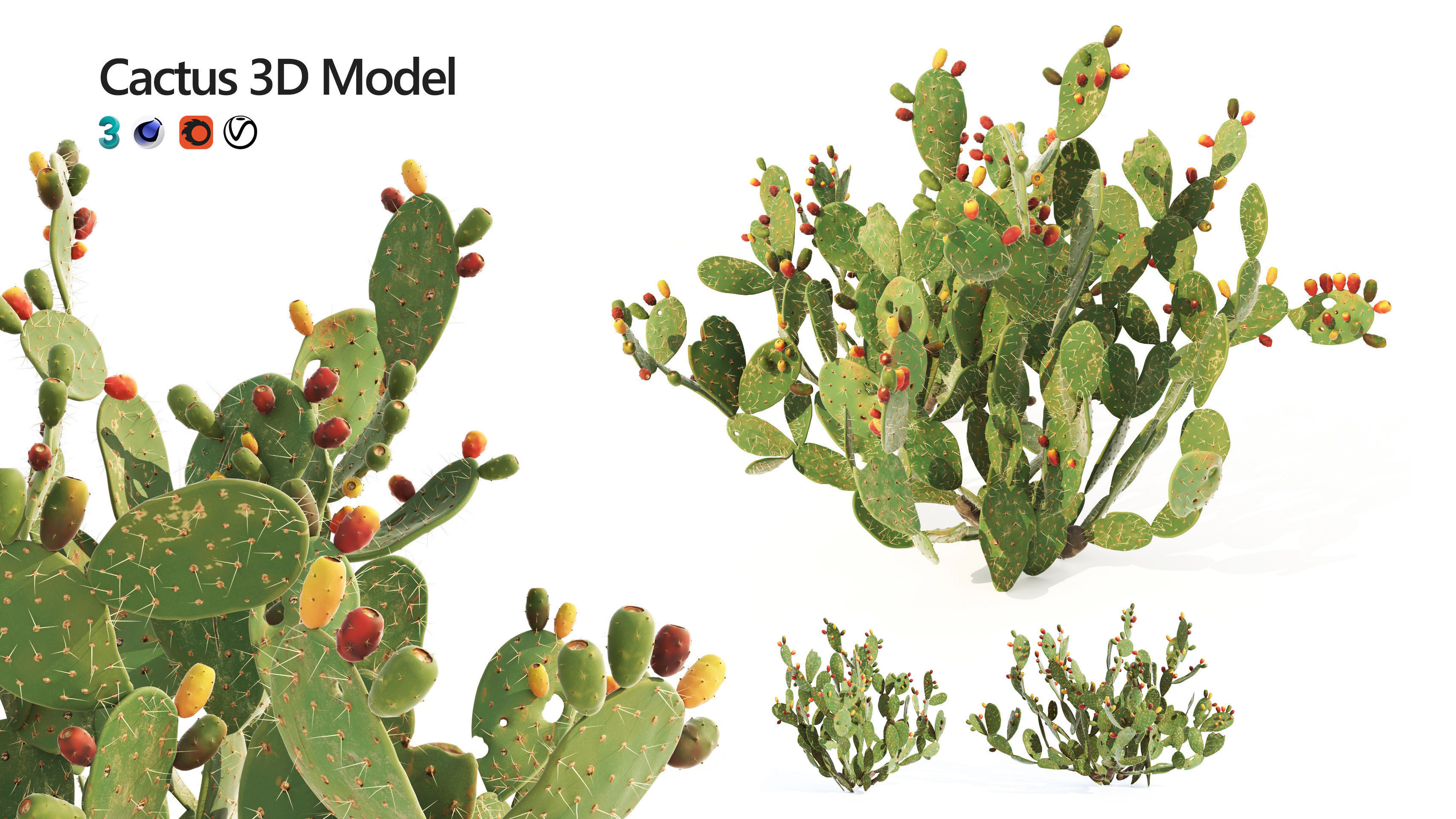 Cactus Opuntia ficus-indica tree  Mehrazvira Low-poly 3D model_1