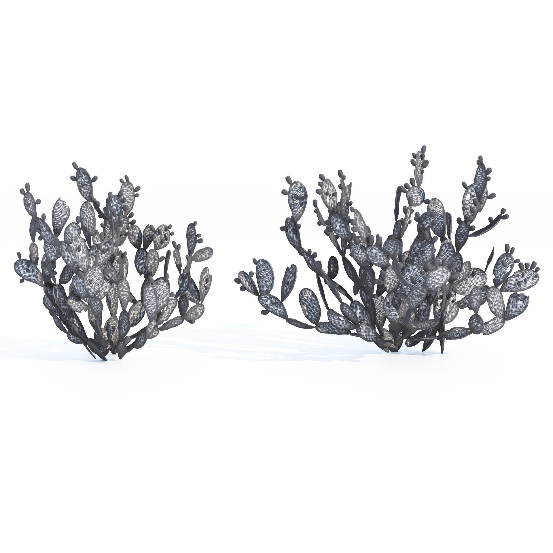 Cactus Opuntia ficus-indica tree  Mehrazvira Low-poly 3D model_5