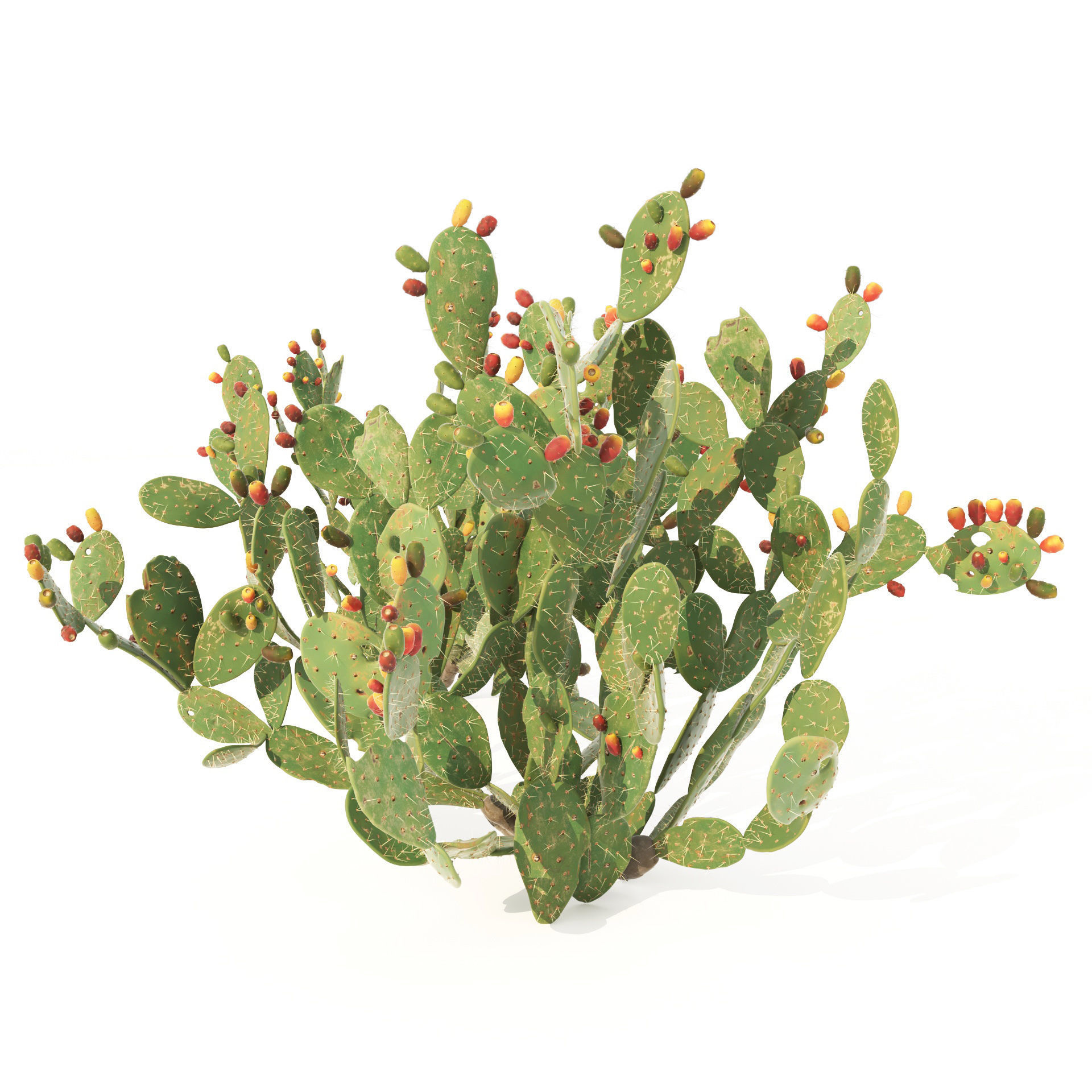 Cactus Opuntia ficus-indica tree  Mehrazvira Low-poly 3D model_4
