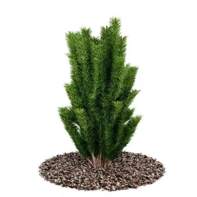 Green Bush 3D model_0