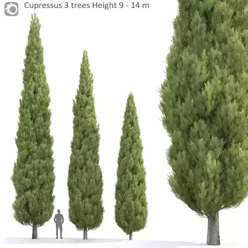 Cupressus 01