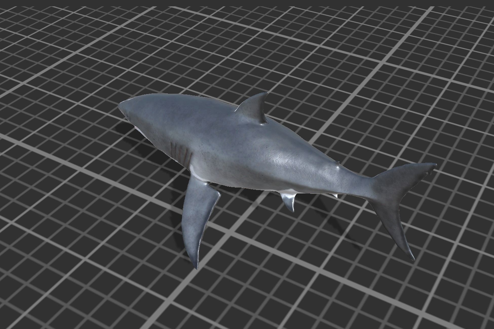 White Shark Low-poly 3D model_4
