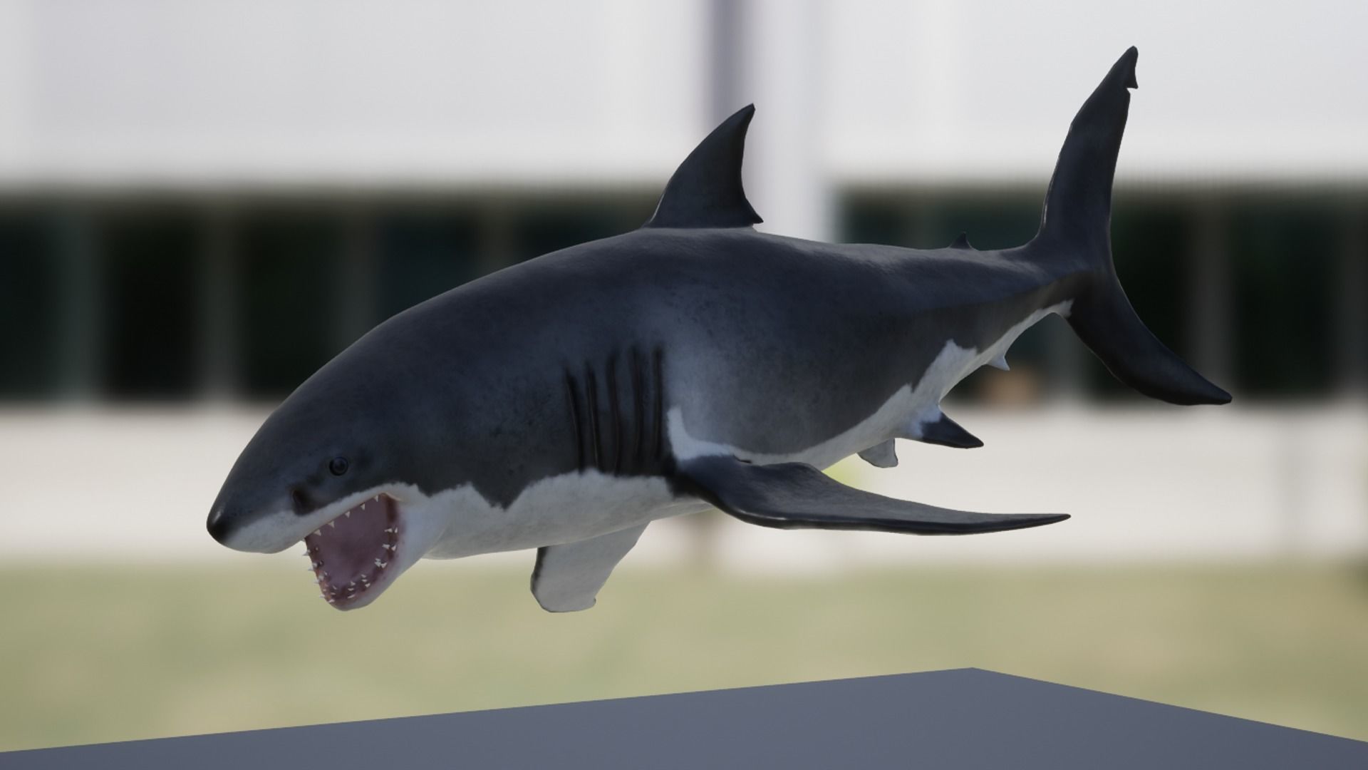 White Shark Low-poly 3D model_11