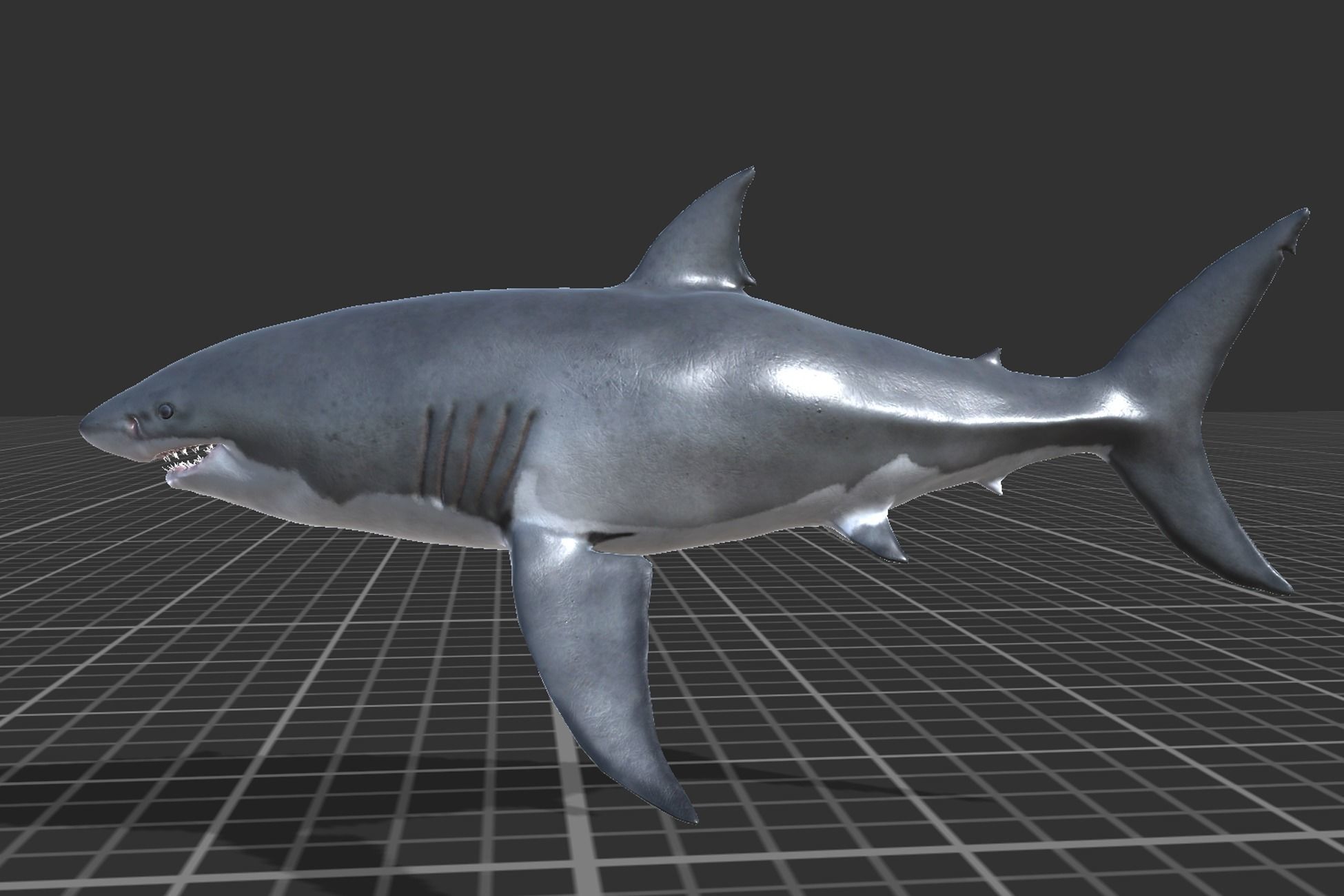 White Shark Low-poly 3D model_2