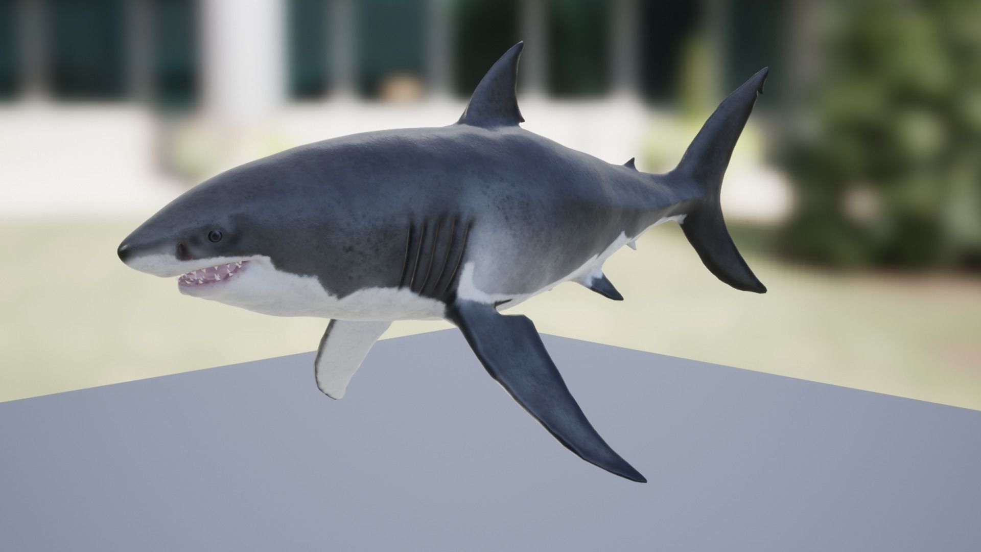 White Shark Low-poly 3D model_9