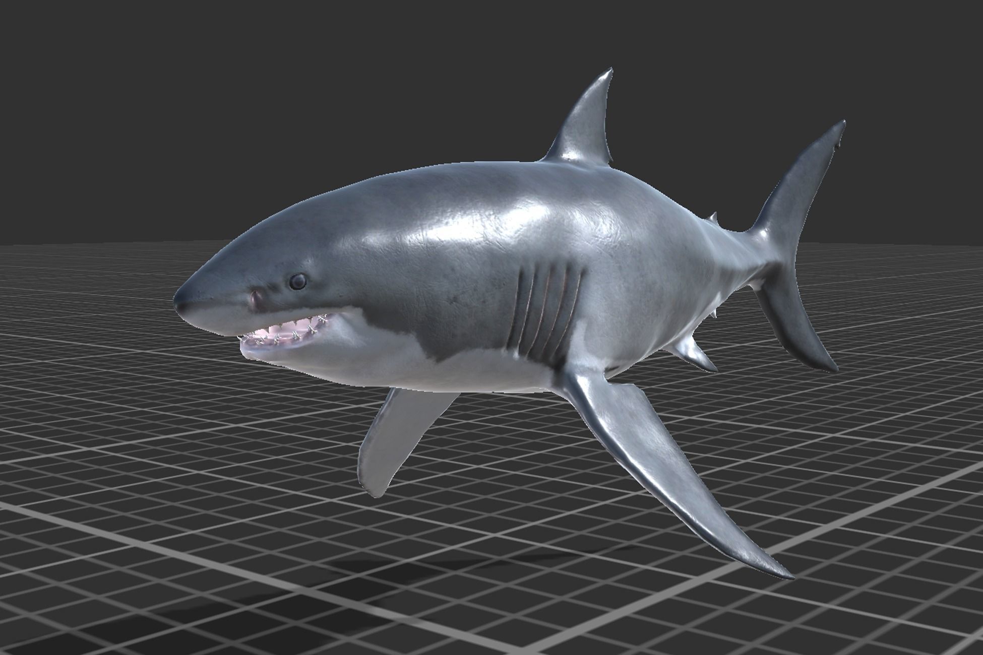 White Shark Low-poly 3D model_3