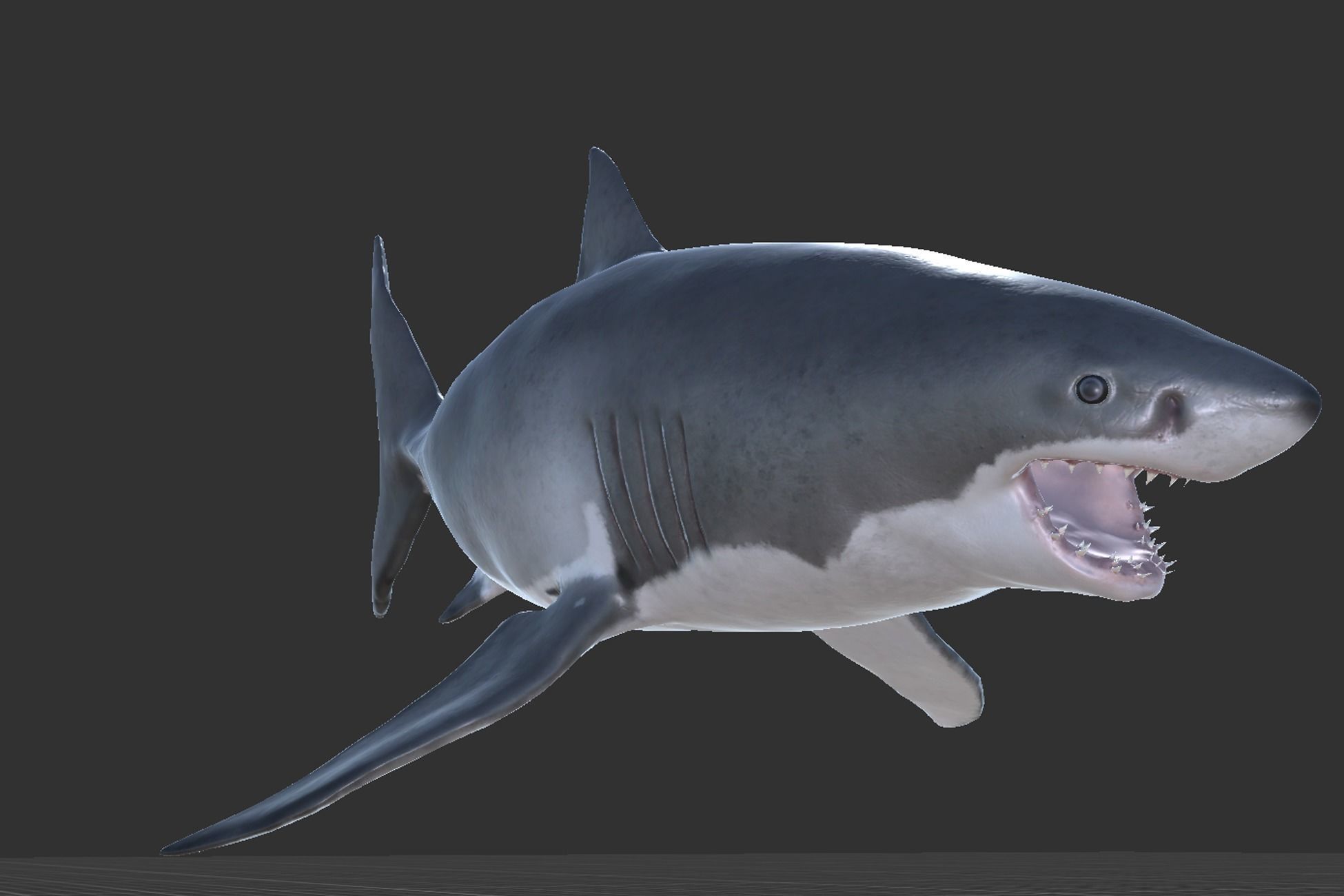 White Shark Low-poly 3D model_7