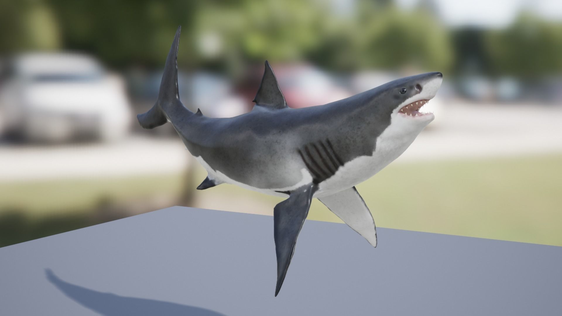White Shark Low-poly 3D model_12