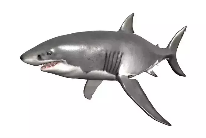 White Shark Low-poly 3D model