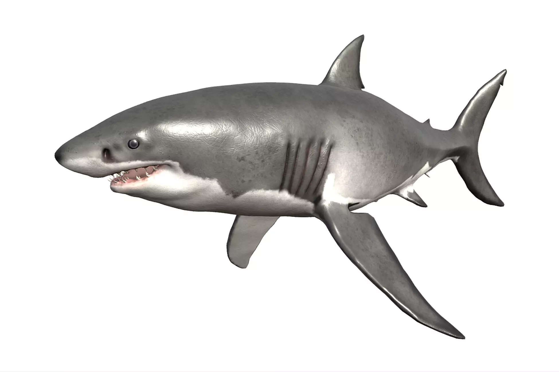 White Shark Low-poly 3D model_0