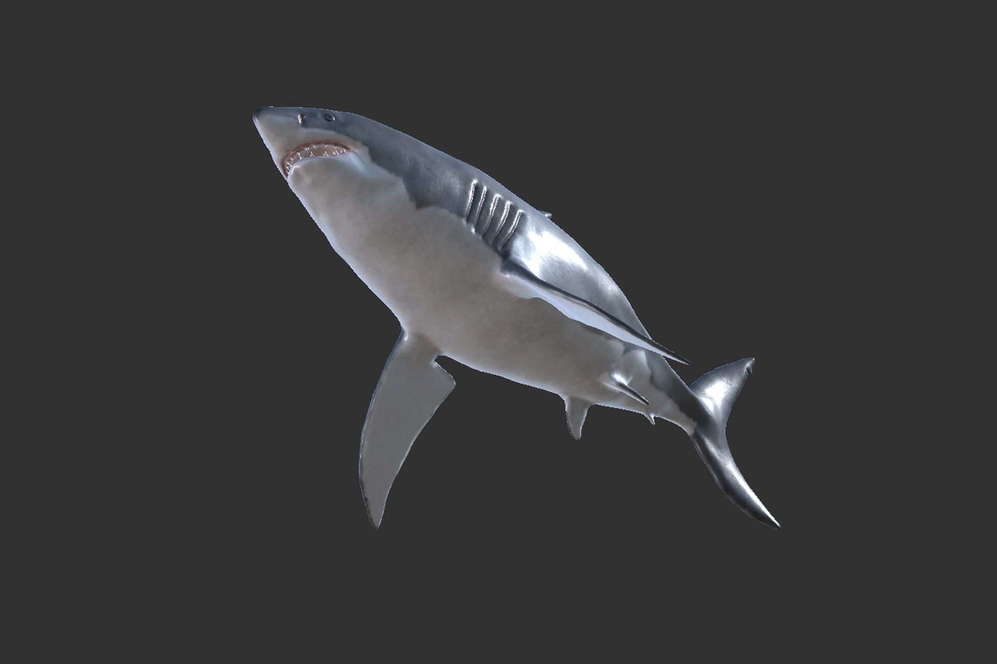 White Shark Low-poly 3D model_5