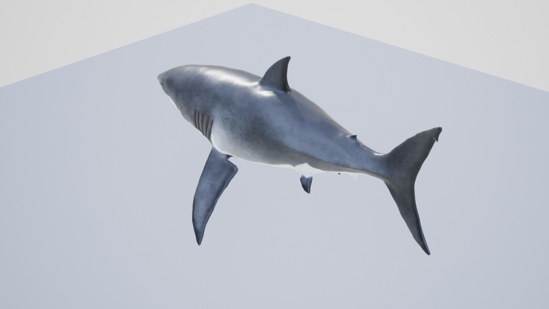 White Shark Low-poly 3D model_10