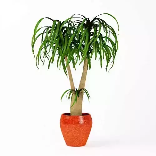 Plant  Indoor Potted Plant