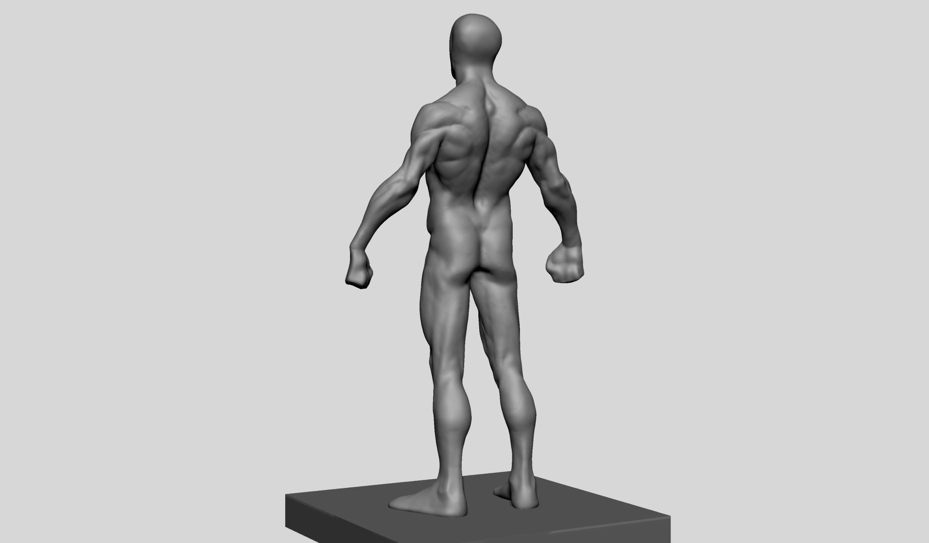 Average Male Anatomy 3D model_5