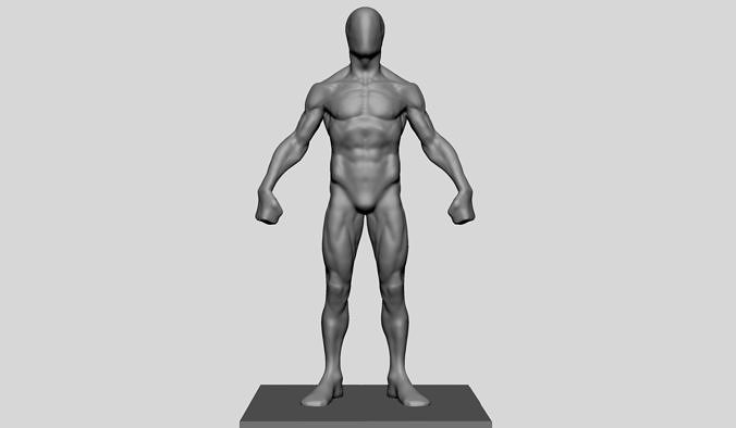 Average Male Anatomy 3D model