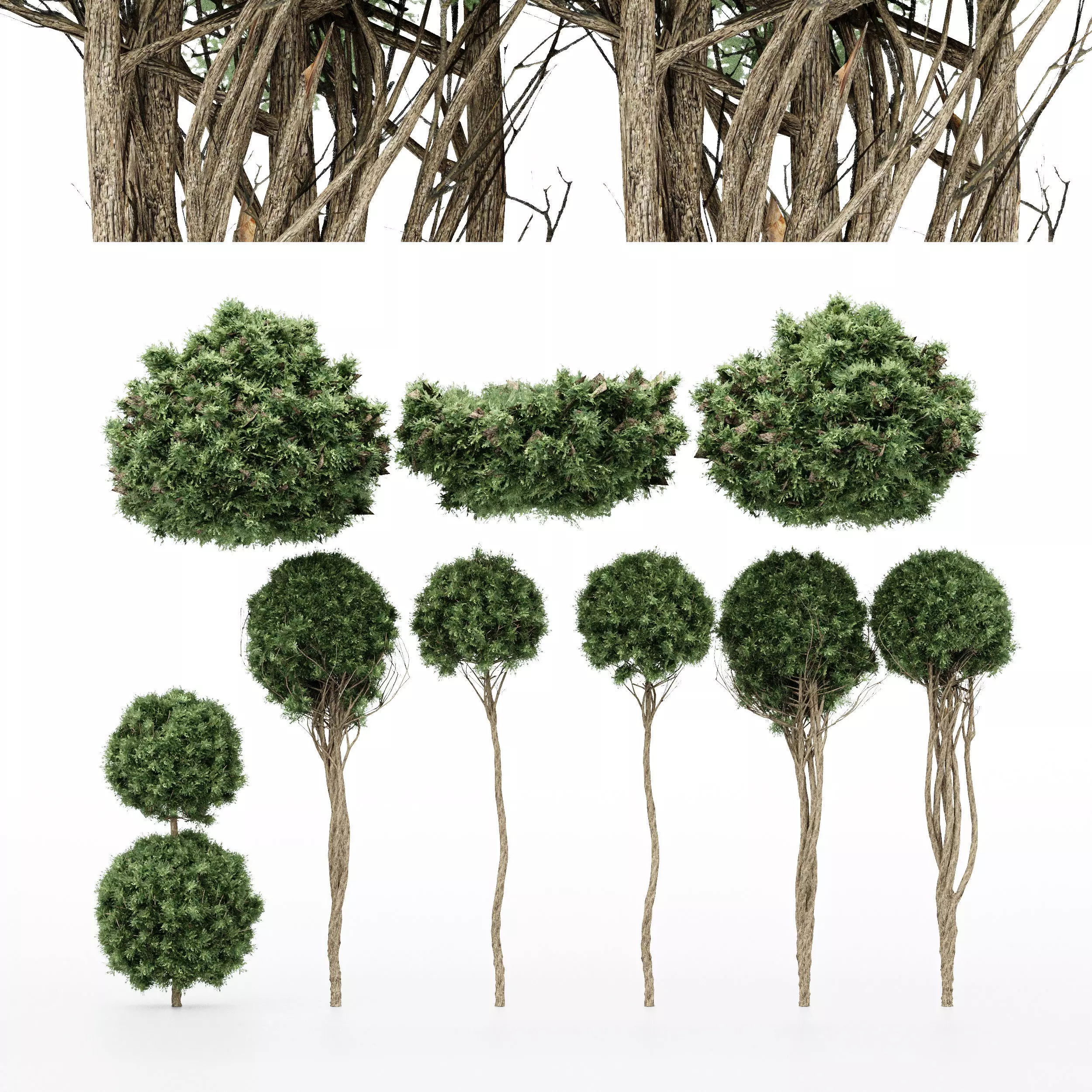 9 Diffrent bush American Box wood 3D model_0