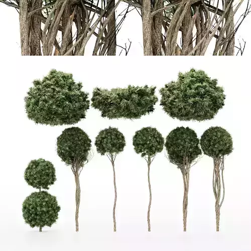 9 Diffrent bush American Box wood