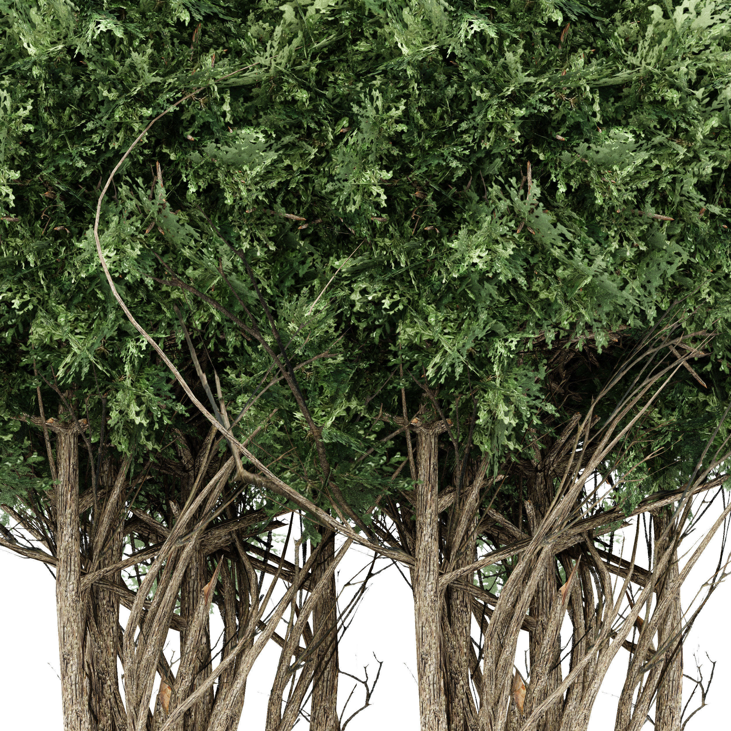 9 Diffrent bush American Box wood 3D model_1