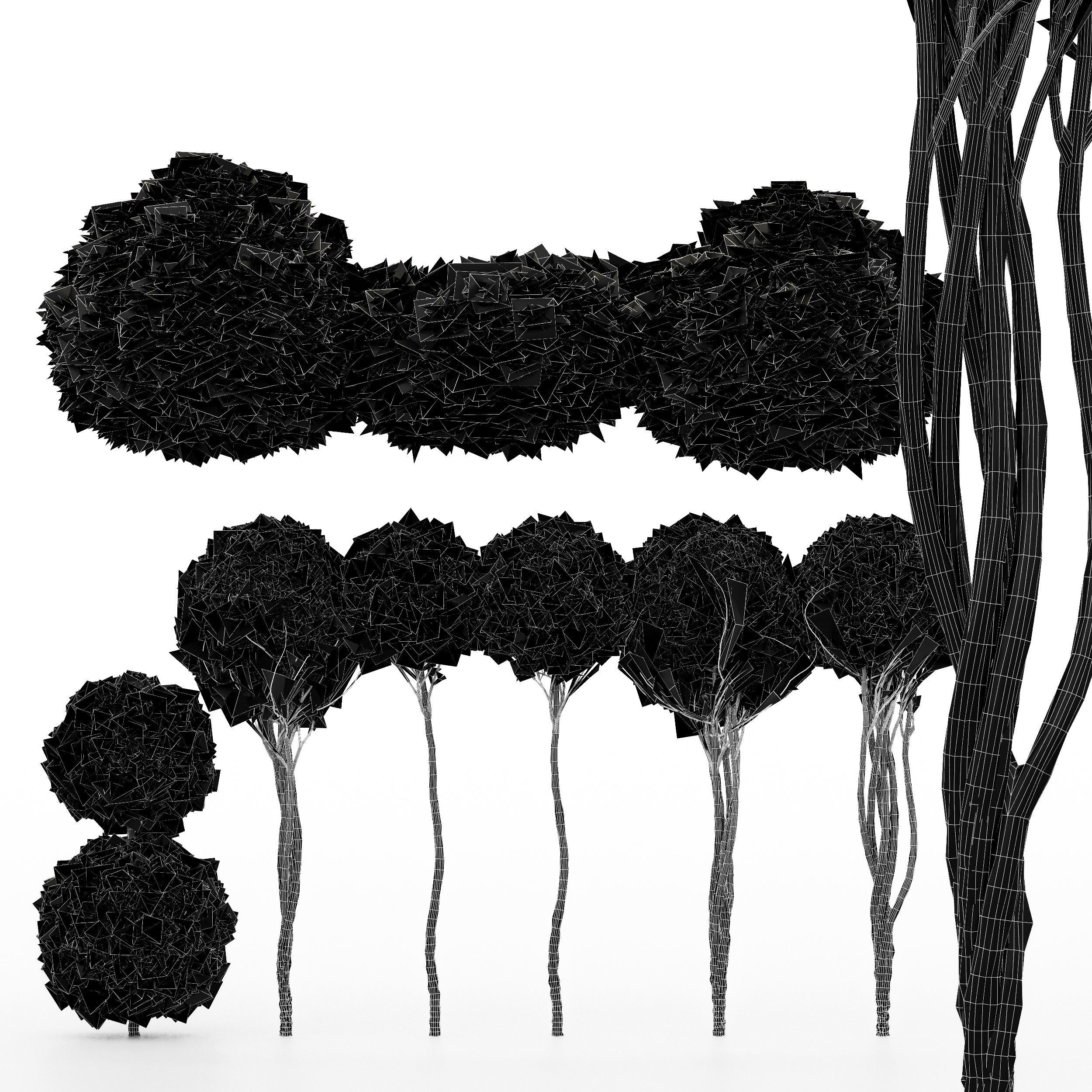 9 Diffrent bush American Box wood 3D model_2