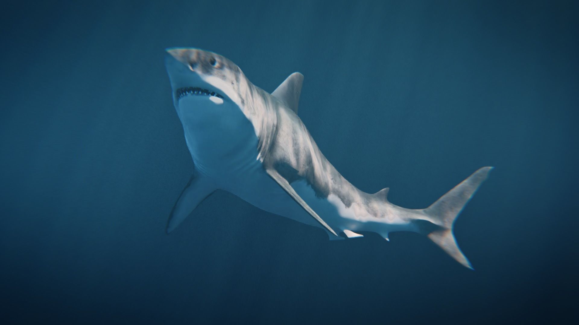 White Shark rigged and animated Blender3D Low-poly 3D model_8
