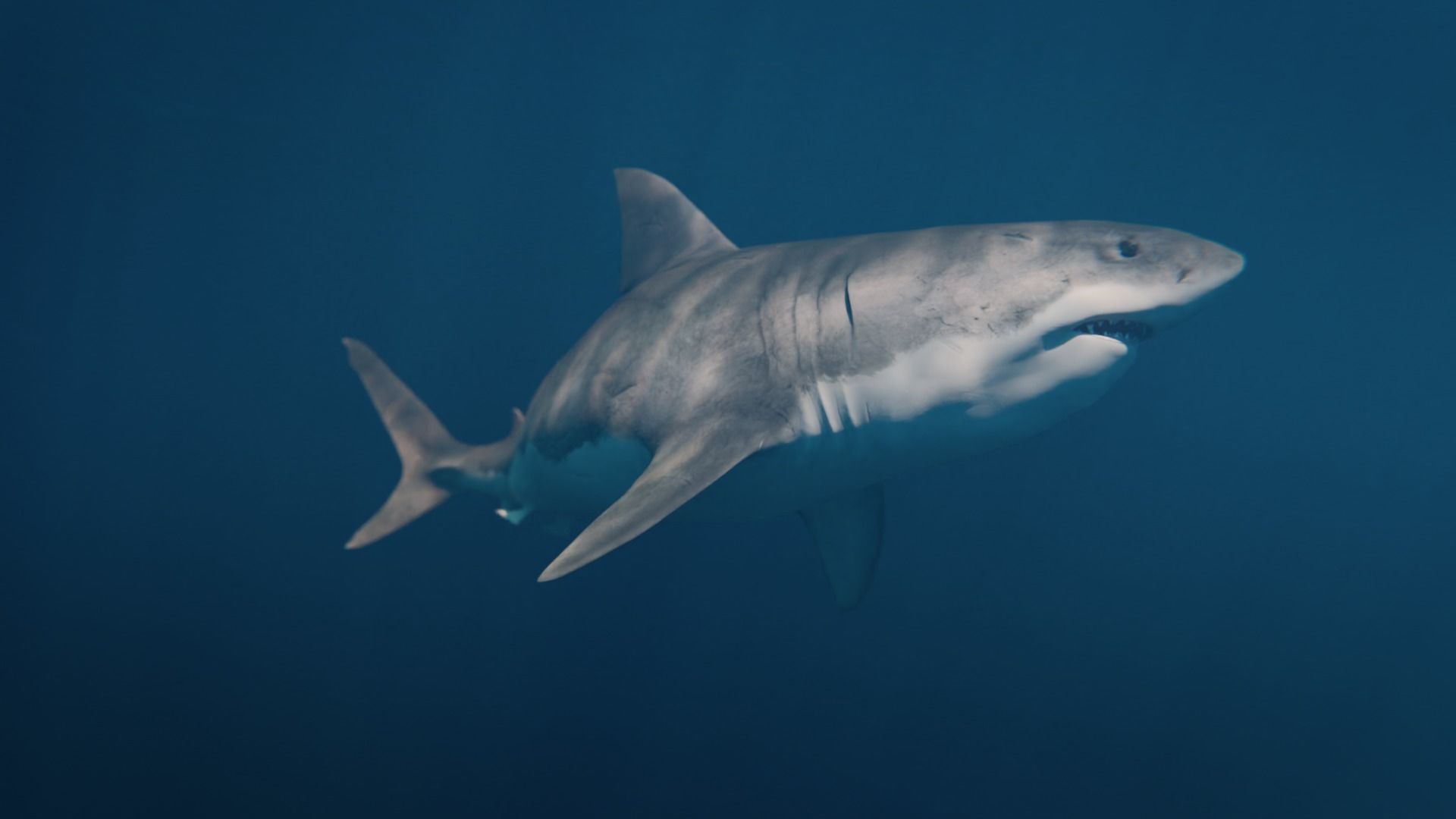 White Shark rigged and animated Blender3D Low-poly 3D model_33
