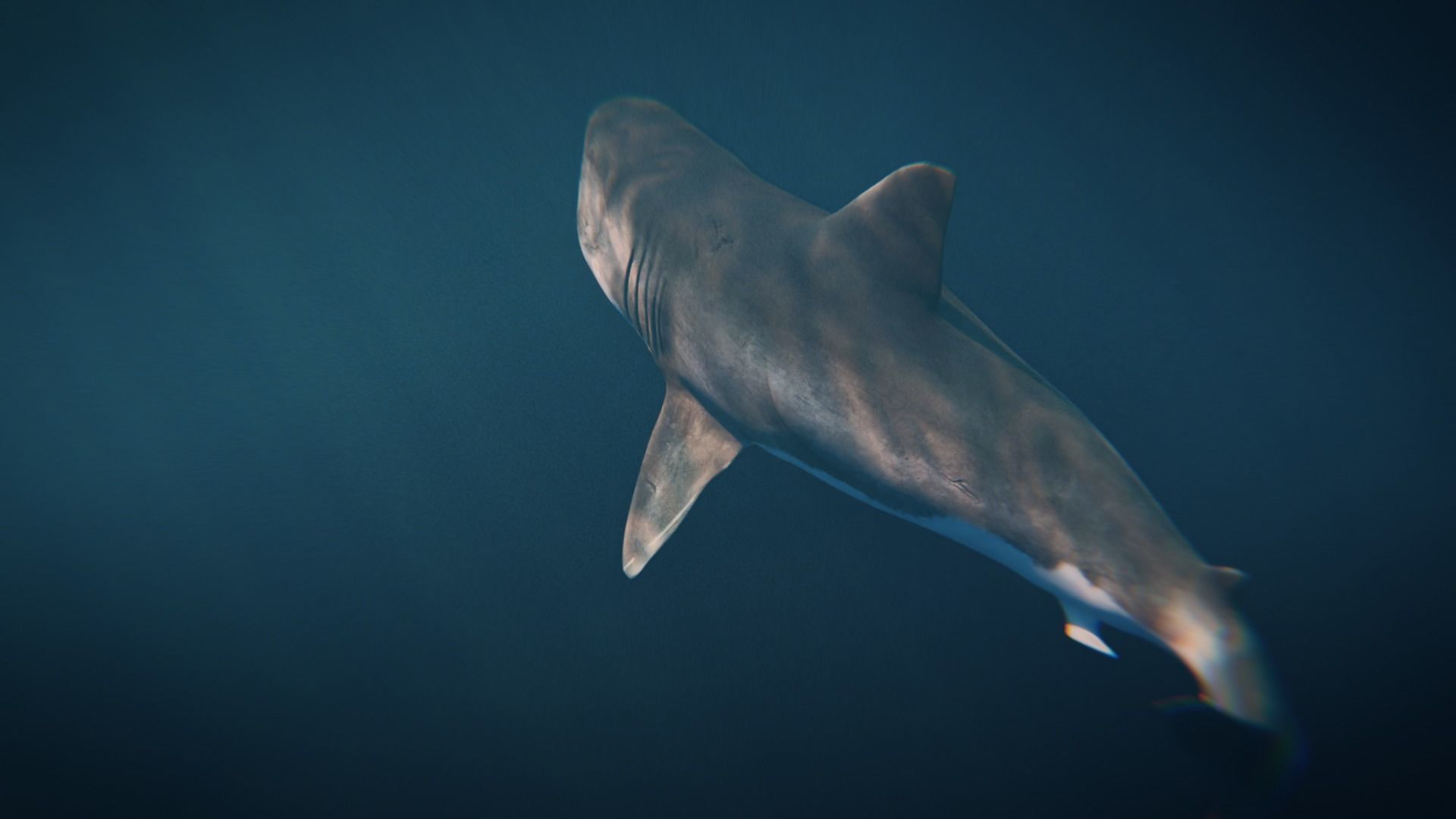 White Shark rigged and animated Blender3D Low-poly 3D model_16