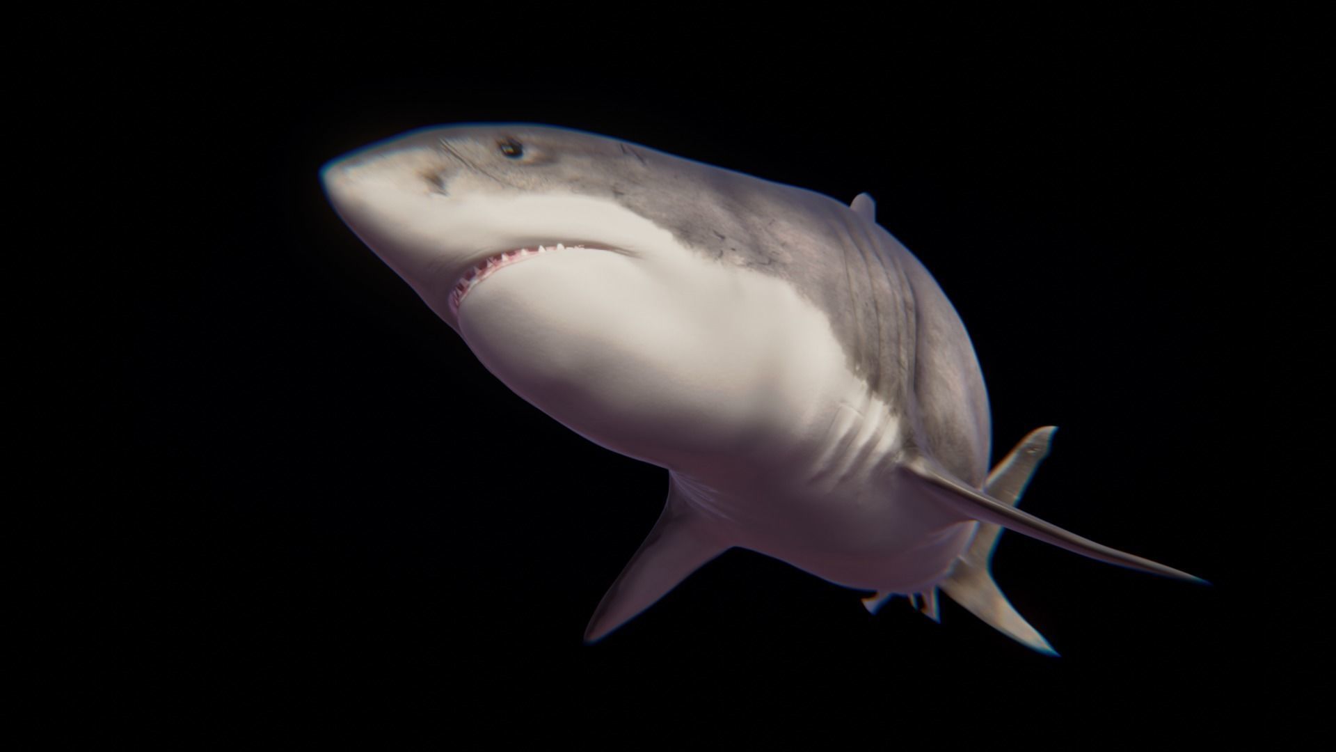 White Shark rigged and animated Blender3D Low-poly 3D model_27
