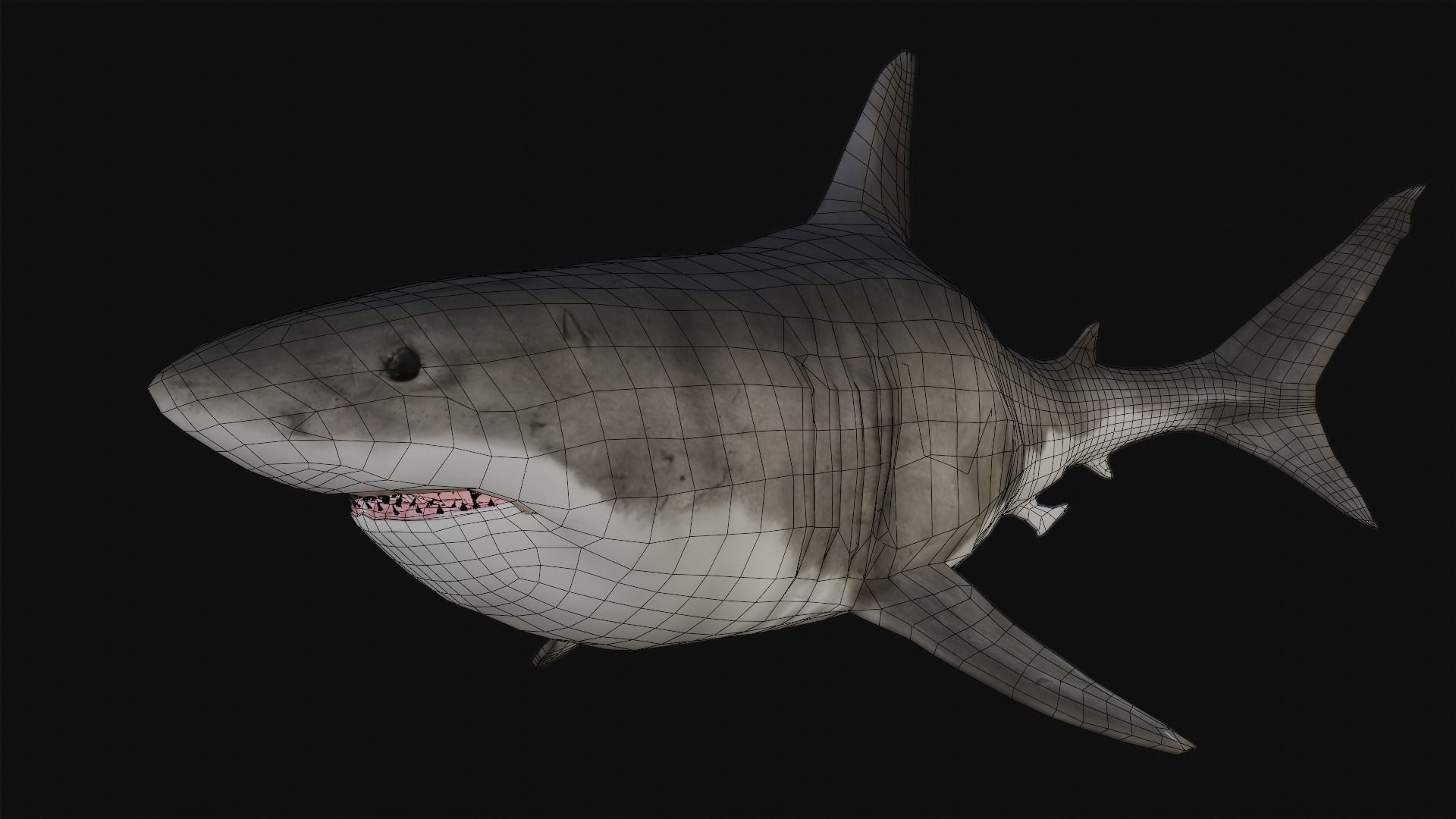 White Shark rigged and animated Blender3D Low-poly 3D model_14