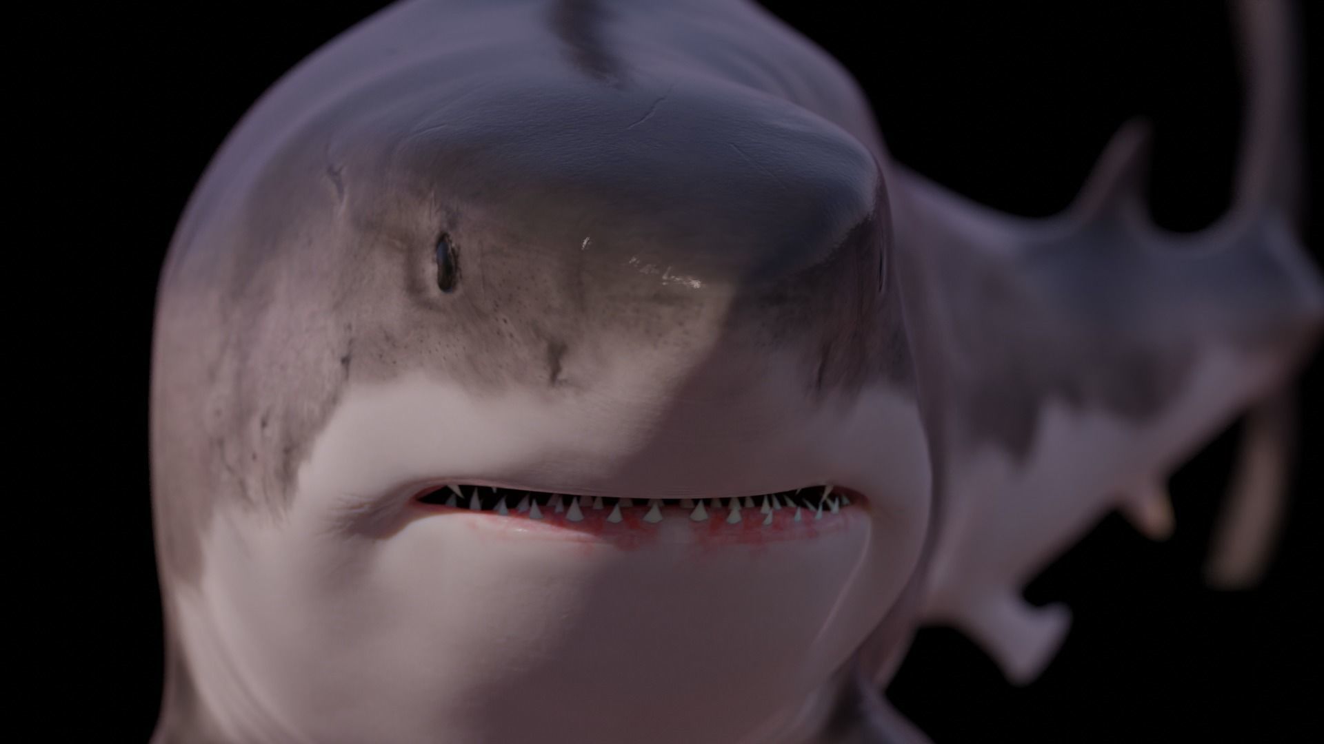 White Shark rigged and animated Blender3D Low-poly 3D model_34