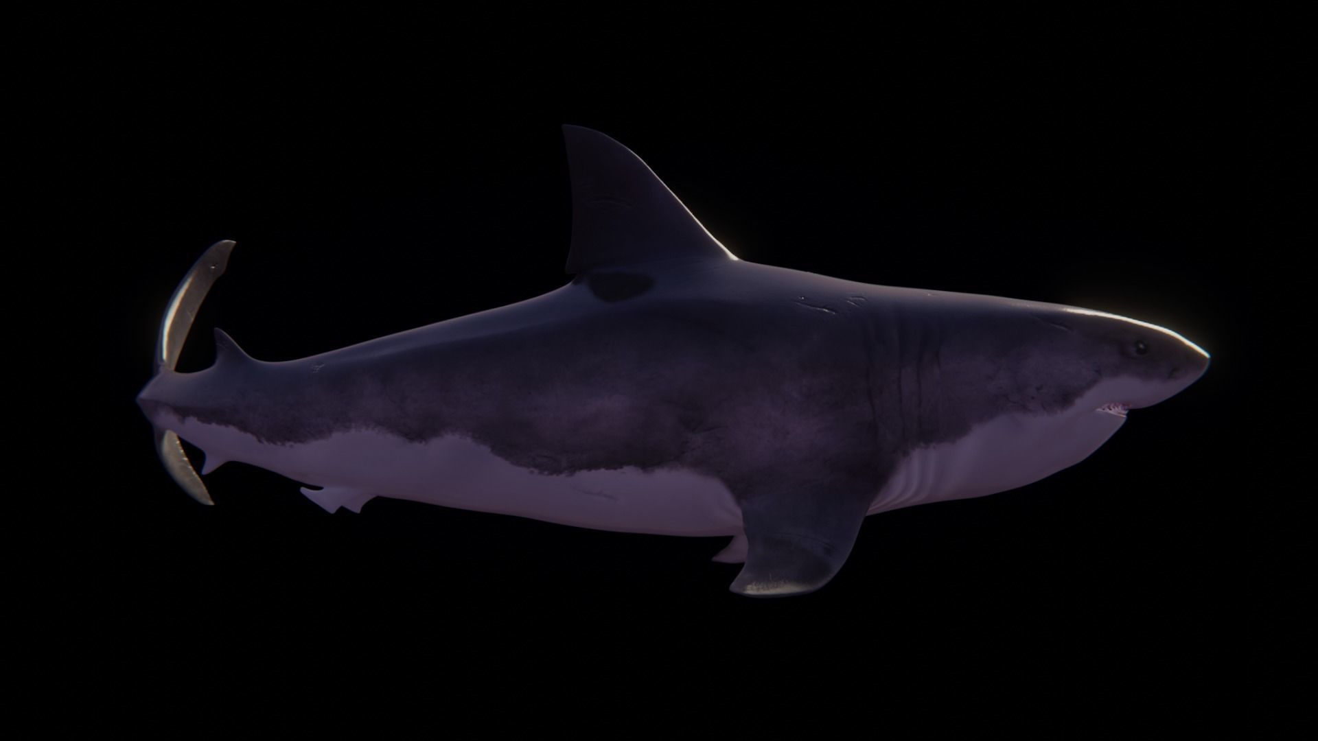 White Shark rigged and animated Blender3D Low-poly 3D model_30