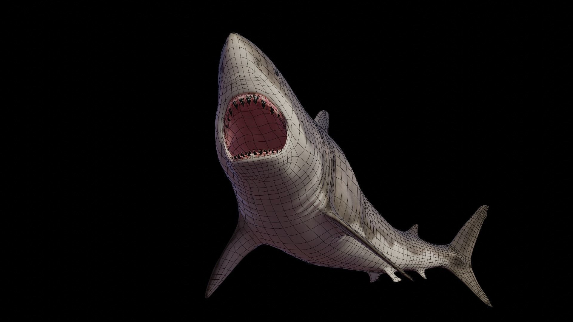 White Shark rigged and animated Blender3D Low-poly 3D model_28