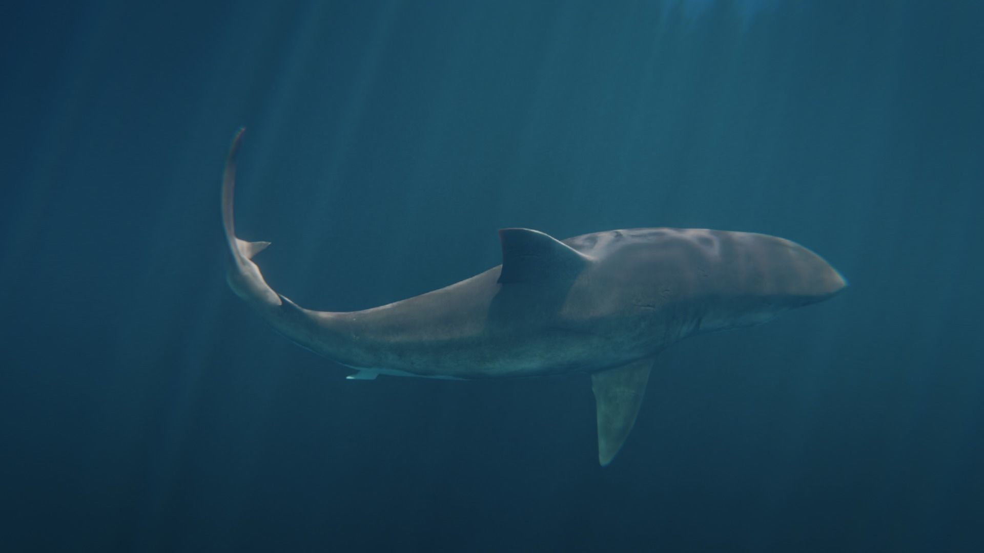 White Shark rigged and animated Blender3D Low-poly 3D model_22