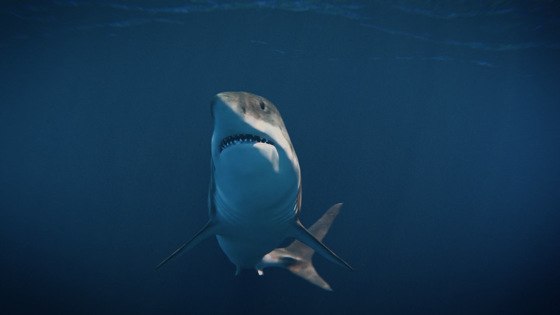 White Shark rigged and animated Blender3D Low-poly 3D model_7