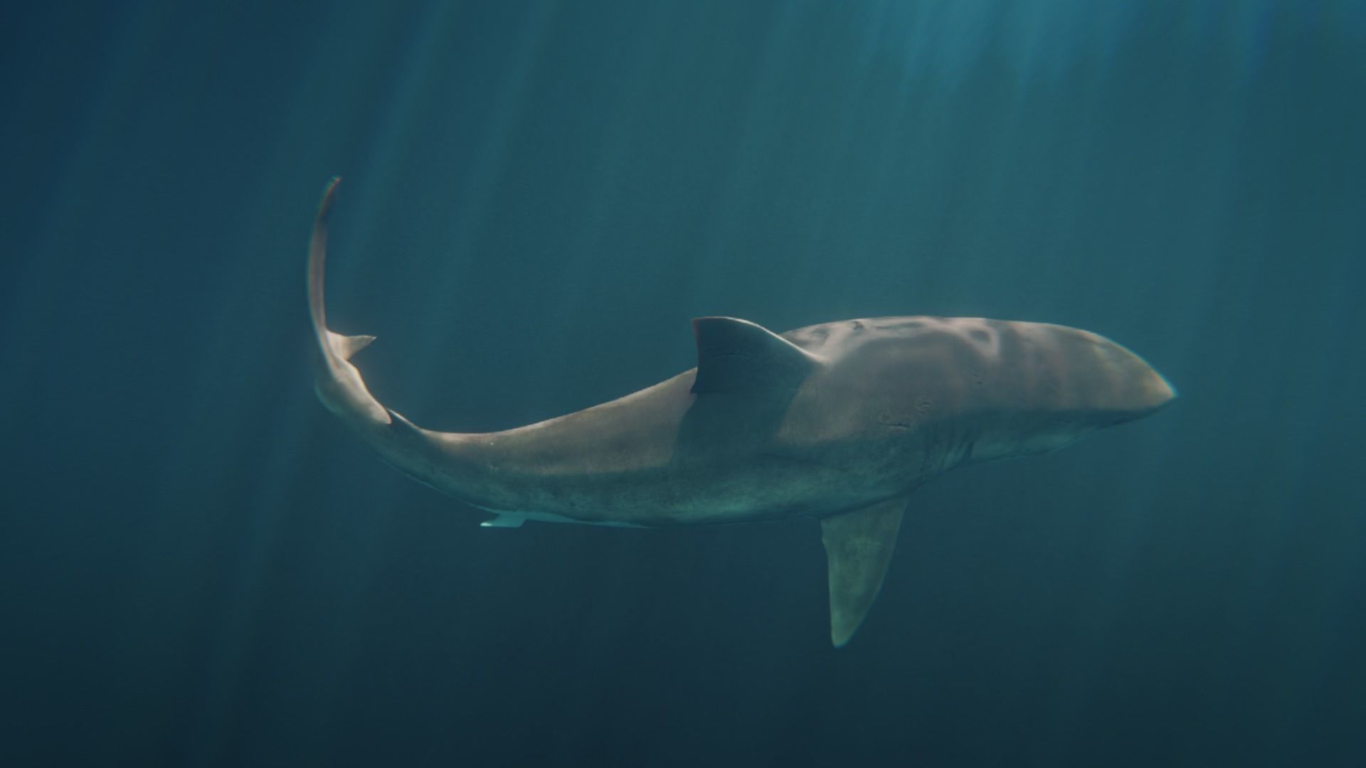White Shark rigged and animated Blender3D Low-poly 3D model_23