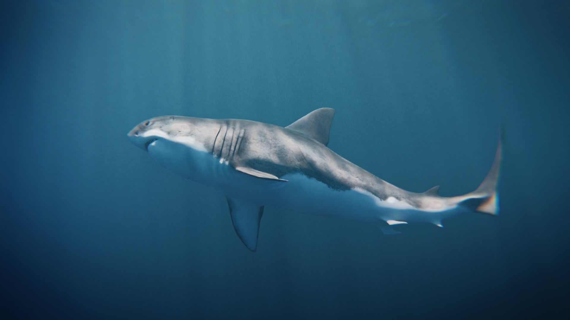 White Shark rigged and animated Blender3D Low-poly 3D model_9