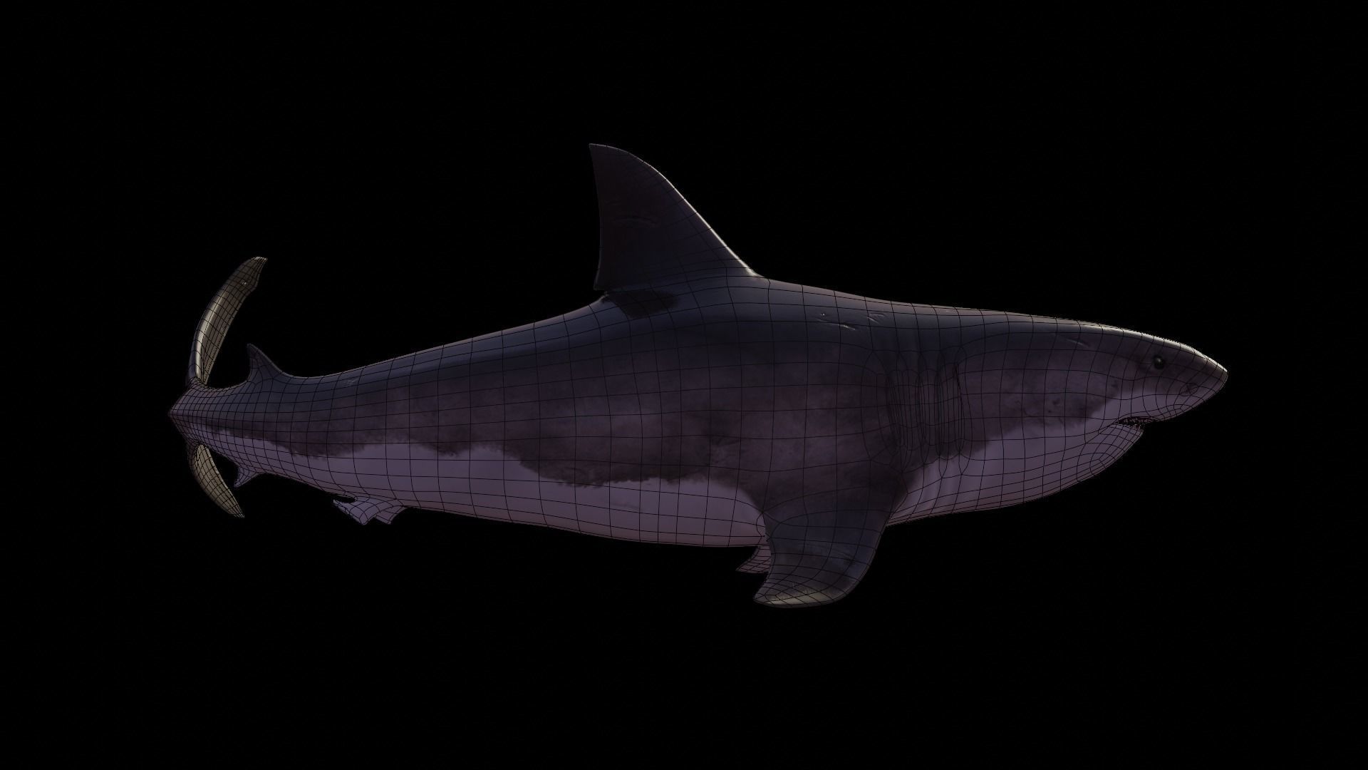 White Shark rigged and animated Blender3D Low-poly 3D model_31