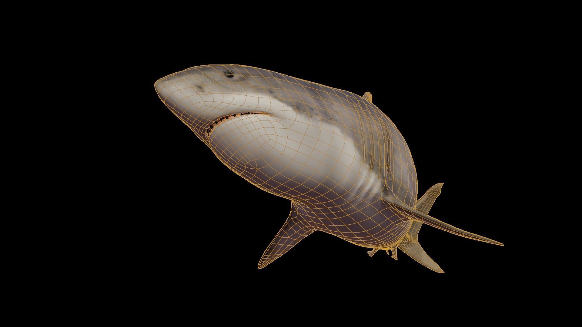 White Shark rigged and animated Blender3D Low-poly 3D model_26