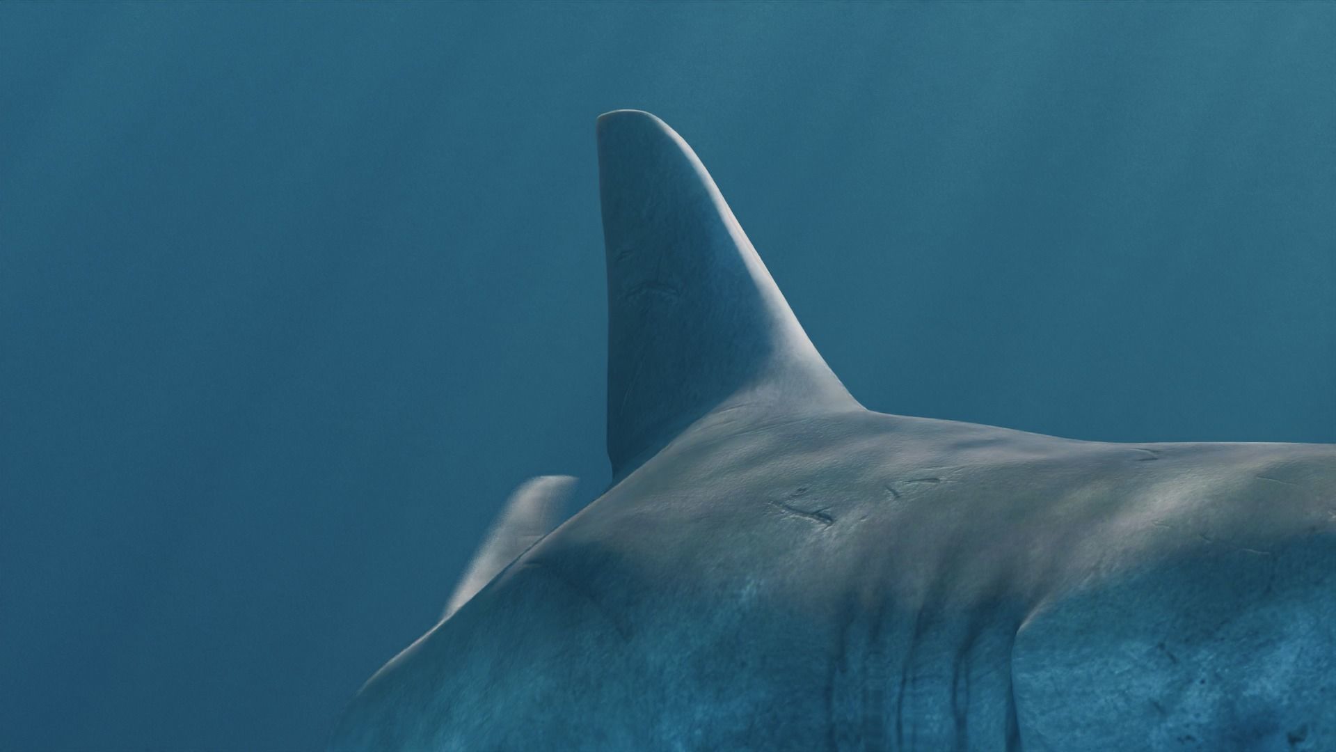 White Shark rigged and animated Blender3D Low-poly 3D model_15