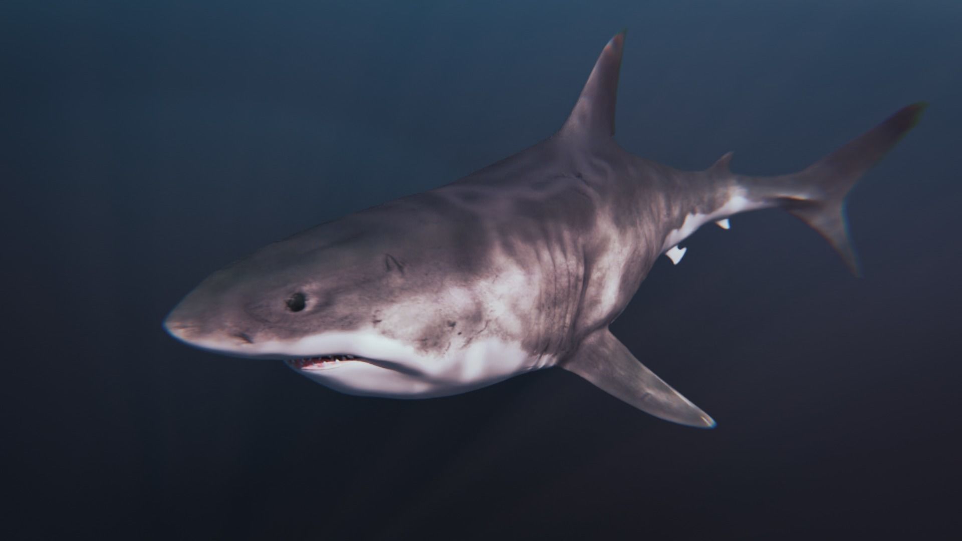 White Shark rigged and animated Blender3D Low-poly 3D model_12