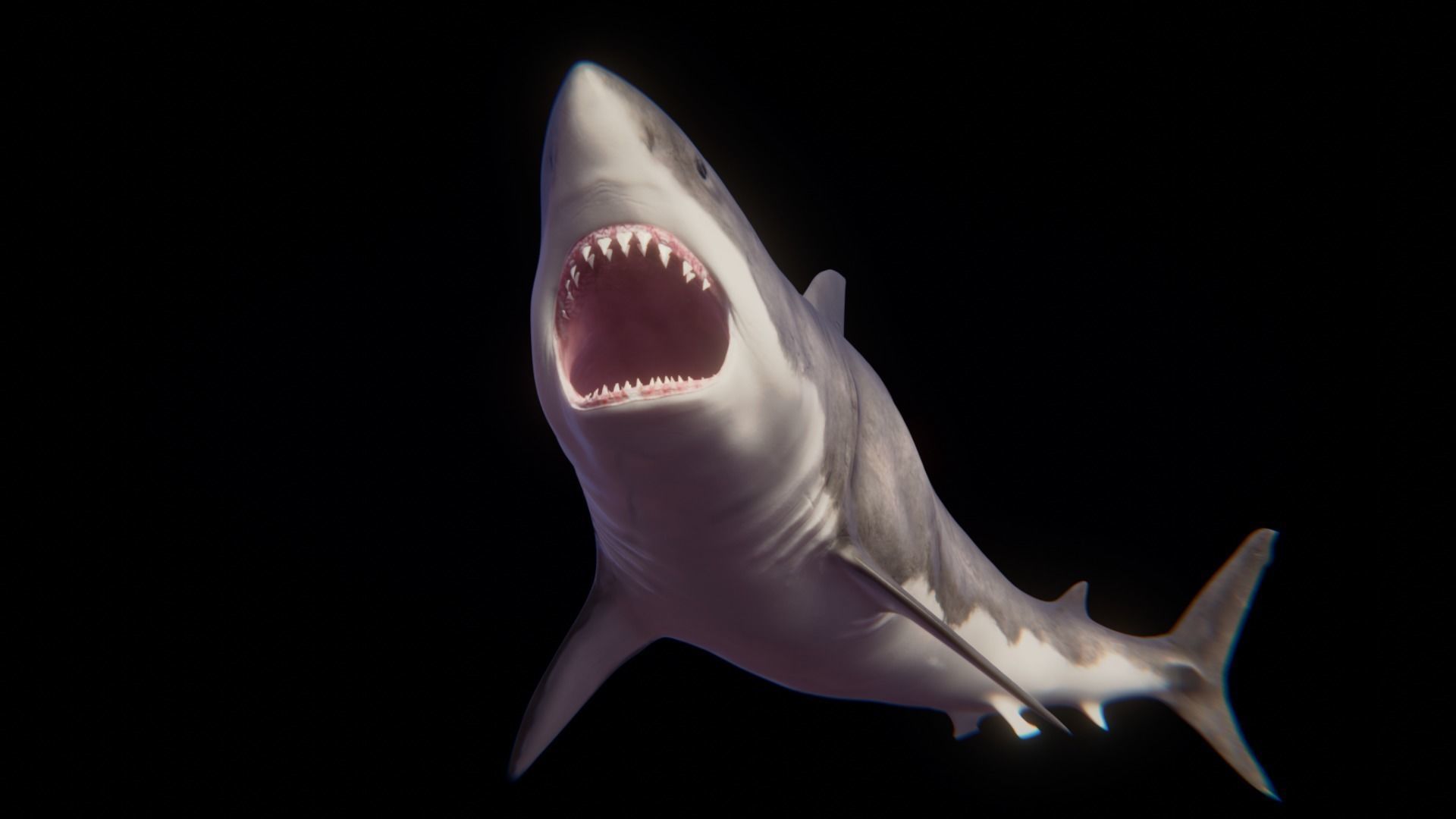 White Shark rigged and animated Blender3D Low-poly 3D model_29