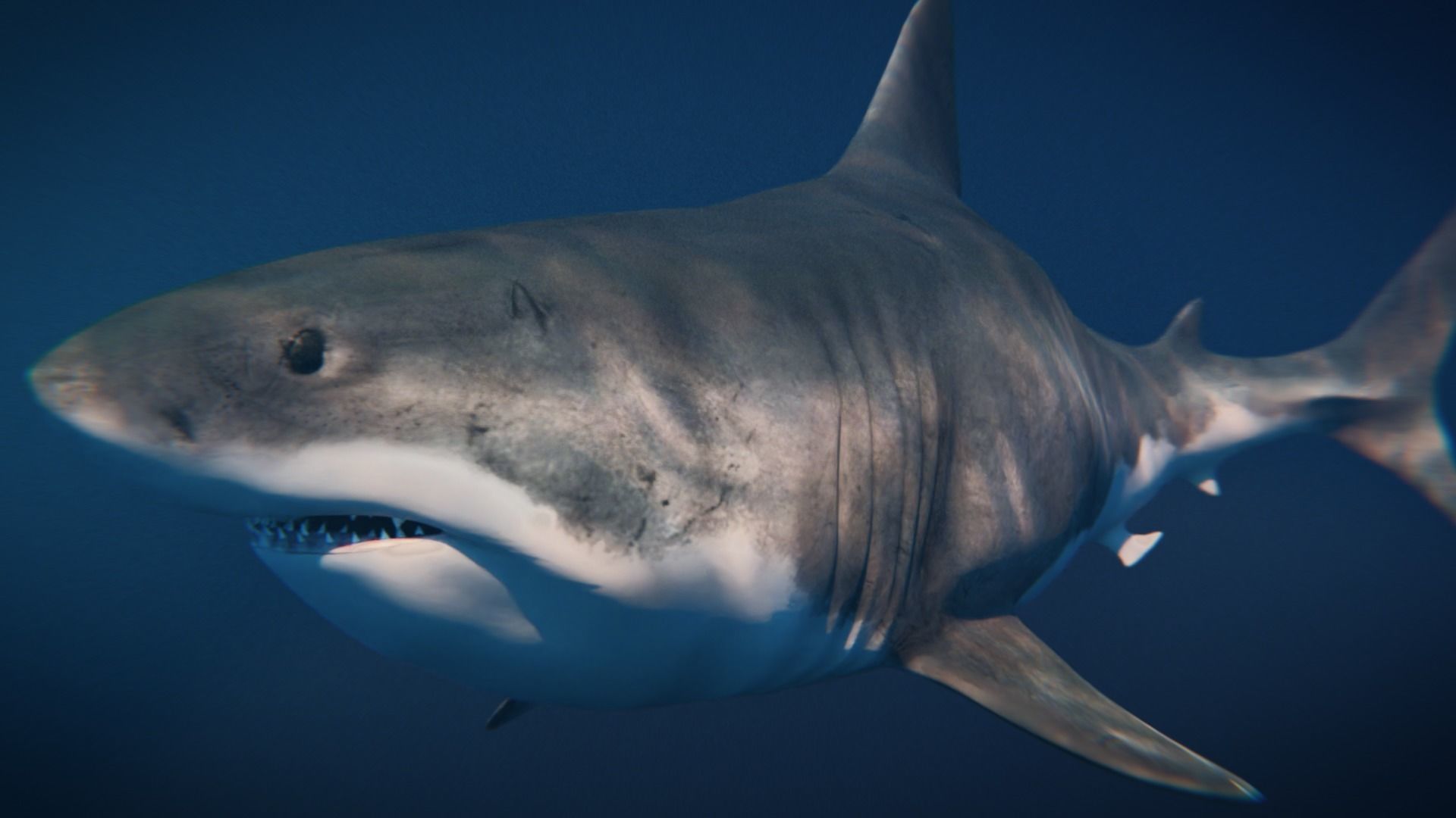White Shark rigged and animated Blender3D Low-poly 3D model_5