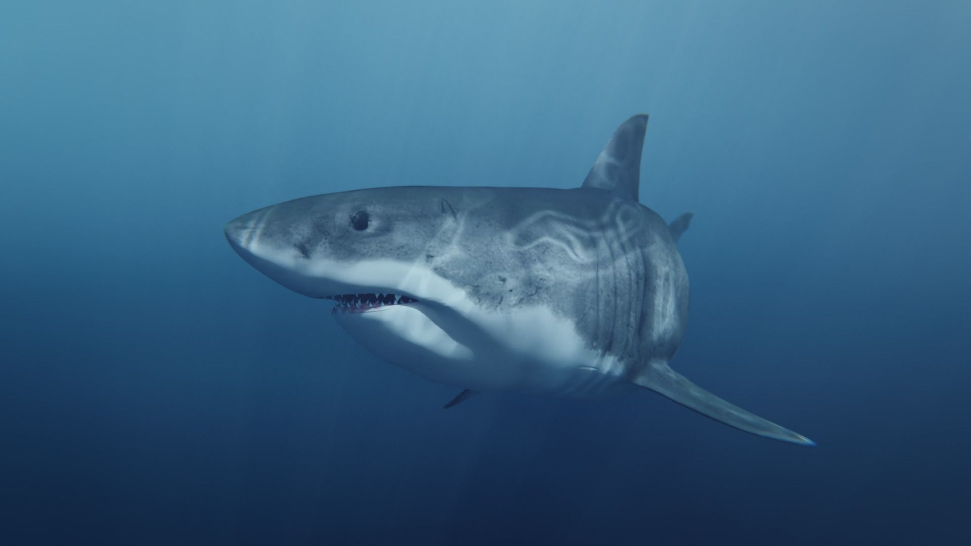 White Shark rigged and animated Blender3D Low-poly 3D model_21