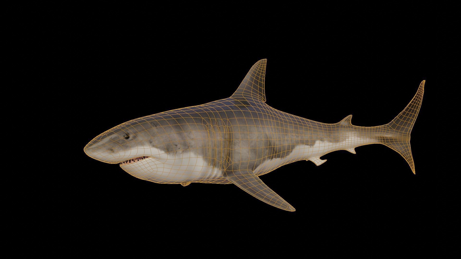 White Shark rigged and animated Blender3D Low-poly 3D model_25