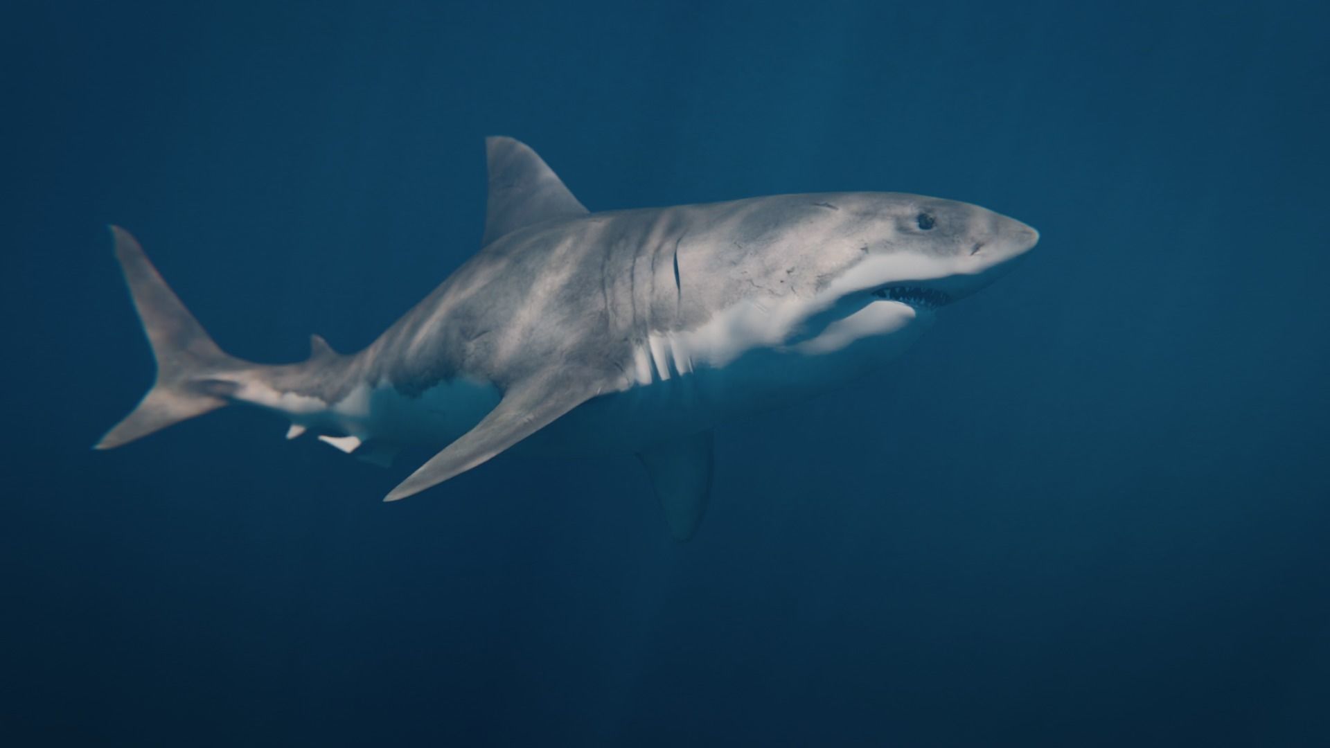 White Shark rigged and animated Blender3D Low-poly 3D model_32