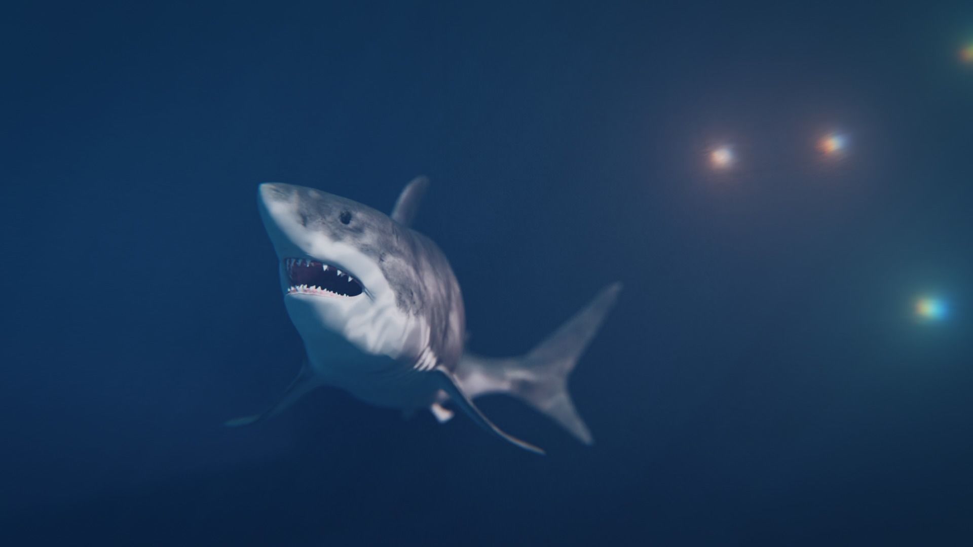 White Shark rigged and animated Blender3D Low-poly 3D model_18