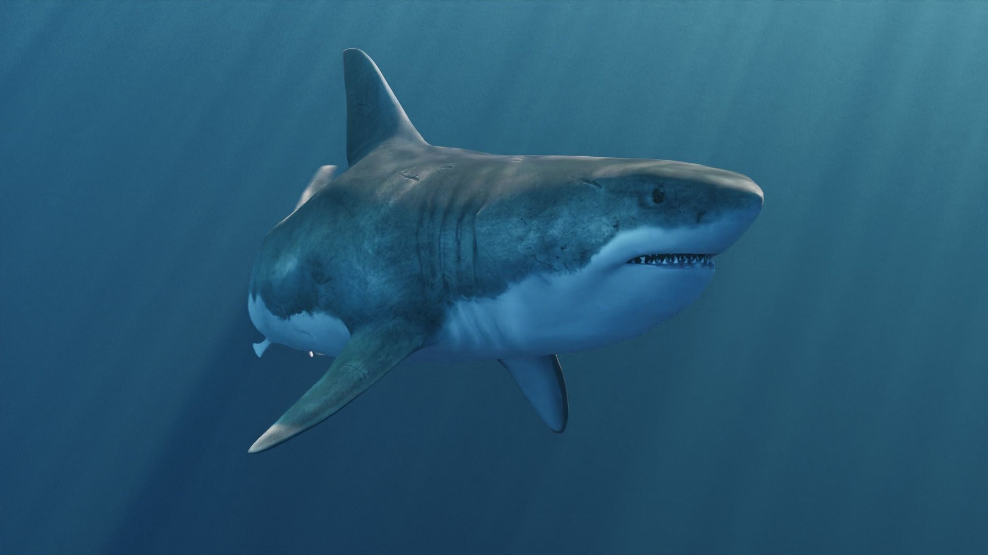 White Shark rigged and animated Blender3D Low-poly 3D model_20